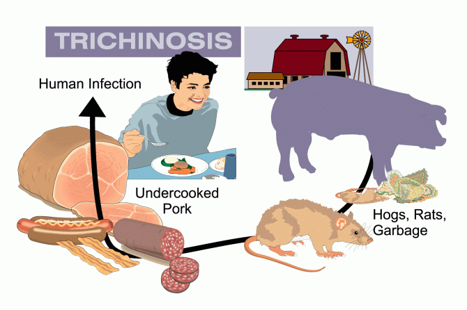 PREVENCIJA TRIHINELOZE